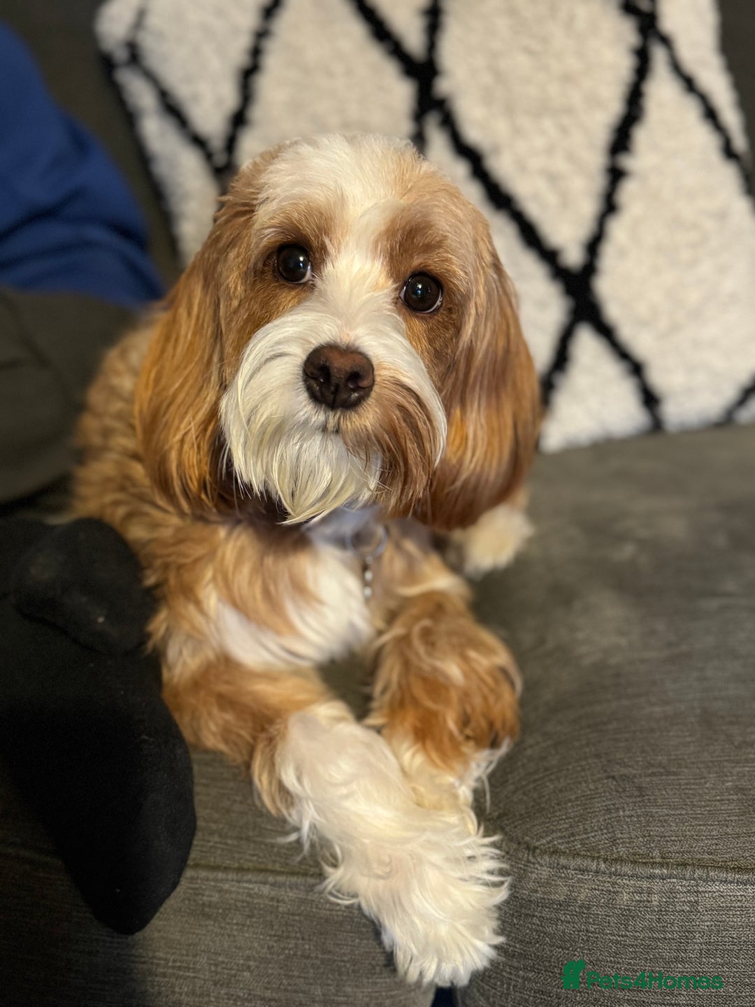 Cockapoo dogs for sale: Gorgeous F2B Cockapoo puppies  - Image 19