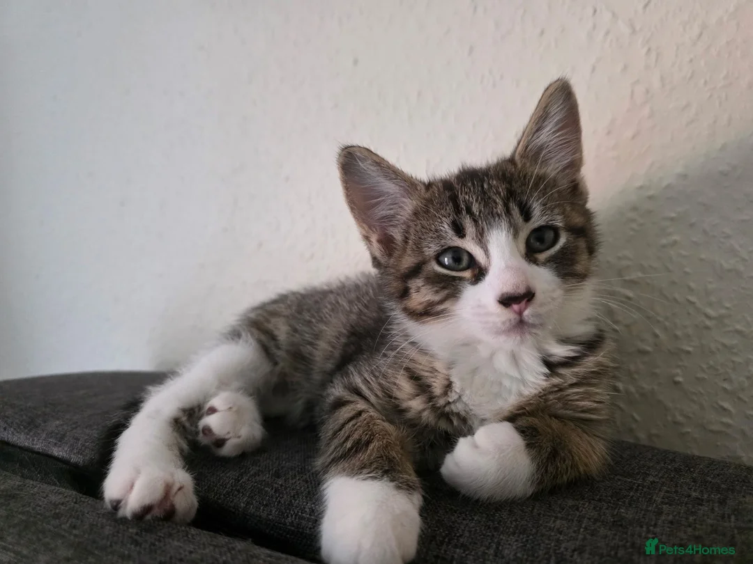 Mixed Breed cats for sale: 5 playful kittens for sale - Advert 21