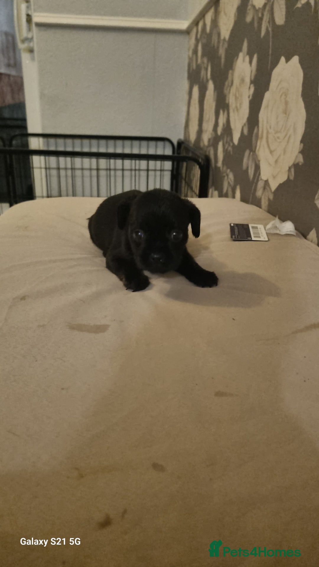Mixed Breed dogs for sale: 4 french bulldog x boarder terror girls  - Image 8