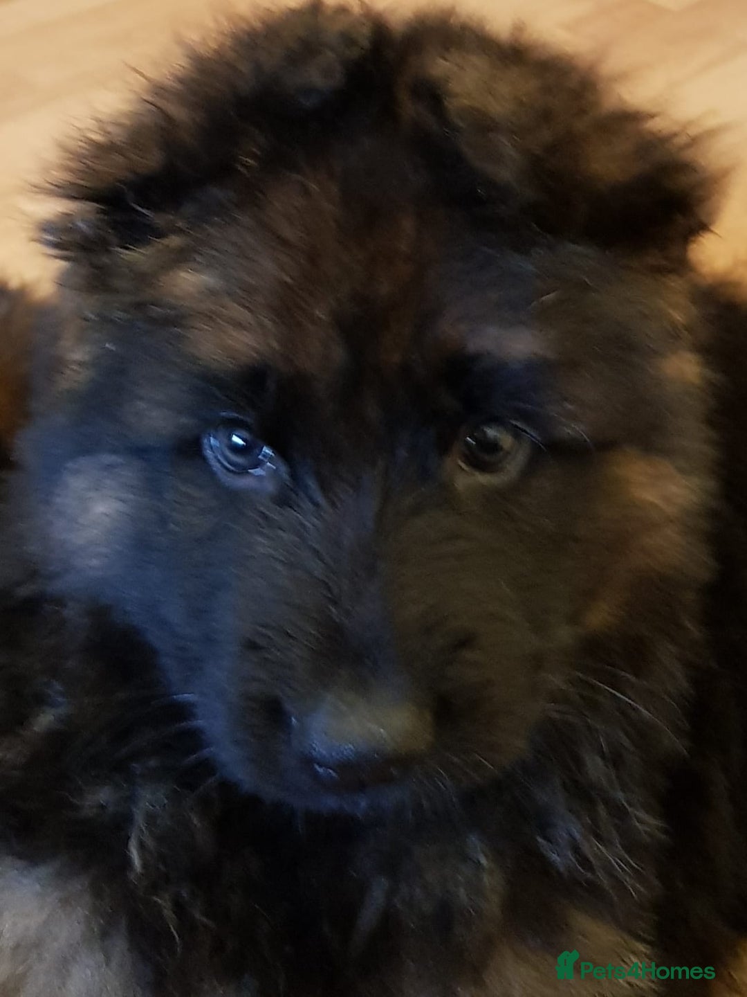 German Shepherd dogs for sale: Beautiful German Shepherd Puppies  - Advert 4