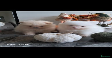 Pomeranian dogs - Advert 15