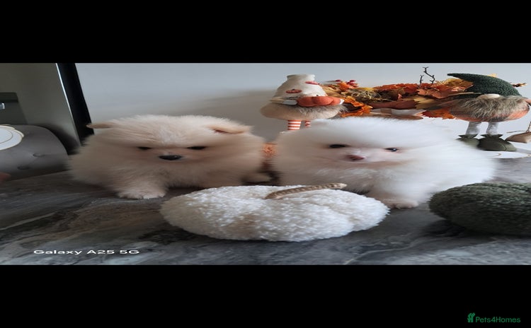 Pomeranian dogs - Advert 1