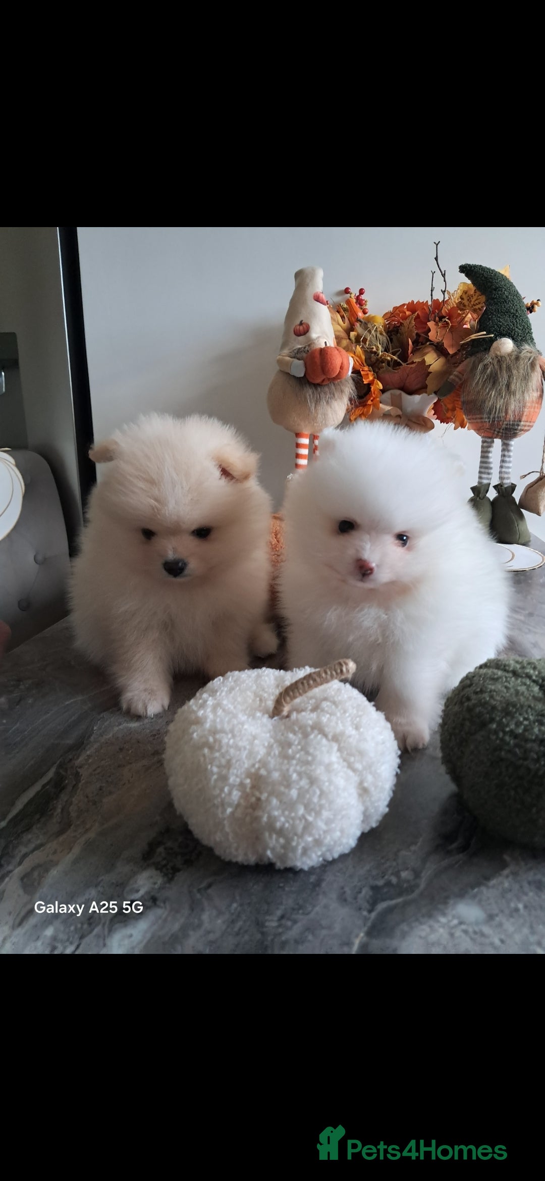 Pomeranian dogs for sale: Handsome Pomeranian - Image 1