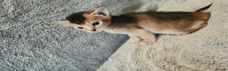 Abyssinian cats for sale: Abyssinian Kittens From Champion Bloodlines - Advert 17