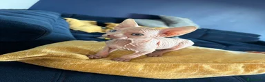 Sphynx Kitten 1