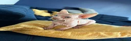 Sphynx cats for sale: Beautiful Blue-Eyed Sphynx Kittens – Ready Now - Advert 16
