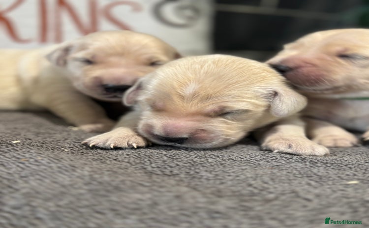 Golden Retriever dogs - Advert 1