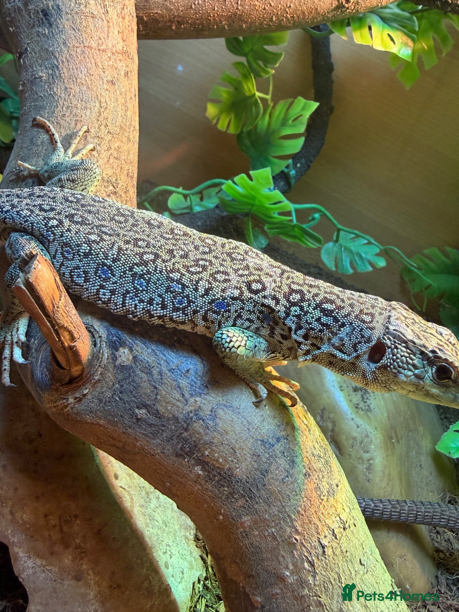 Lizard reptiles for sale: Male and female breeding pair European eyed lizard in Bradford - Advert 3