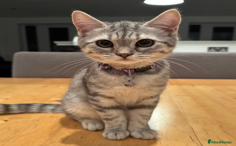 British Shorthair cats - Advert 1