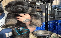 Mixed Breed dogs for sale: Shepweiler puppies READY TO RESERVE! - Image 4