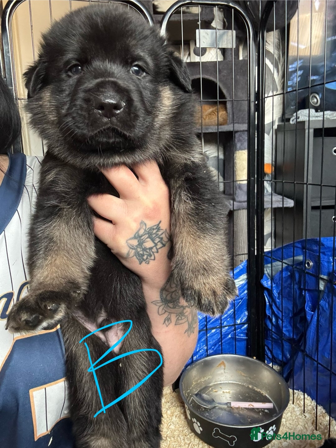 Mixed Breed dogs for sale: Shepweiler puppies READY TO RESERVE! - Image 4