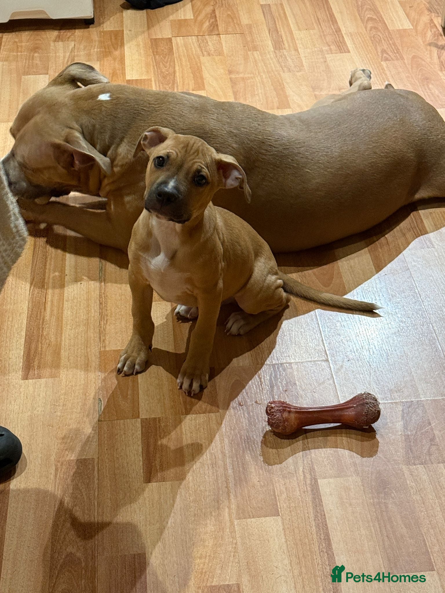 Mixed Breed dogs Puppy For sale Needs a Loving home - Advert 1