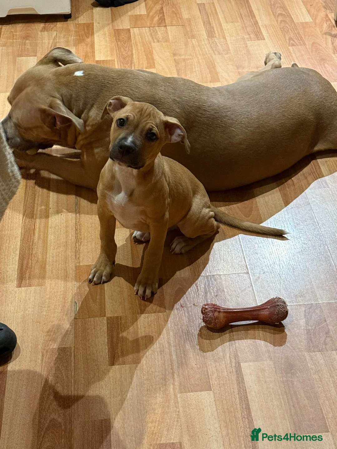 Mixed Breed dogs for sale: Puppy For sale Needs a Loving home - Advert 1