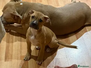 Mixed Breed dogs Puppy For sale Needs a Loving home - Advert 1