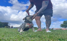 French Bulldog dogs for stud: Fluffy Carrier French Bulldog Stud - Image 3