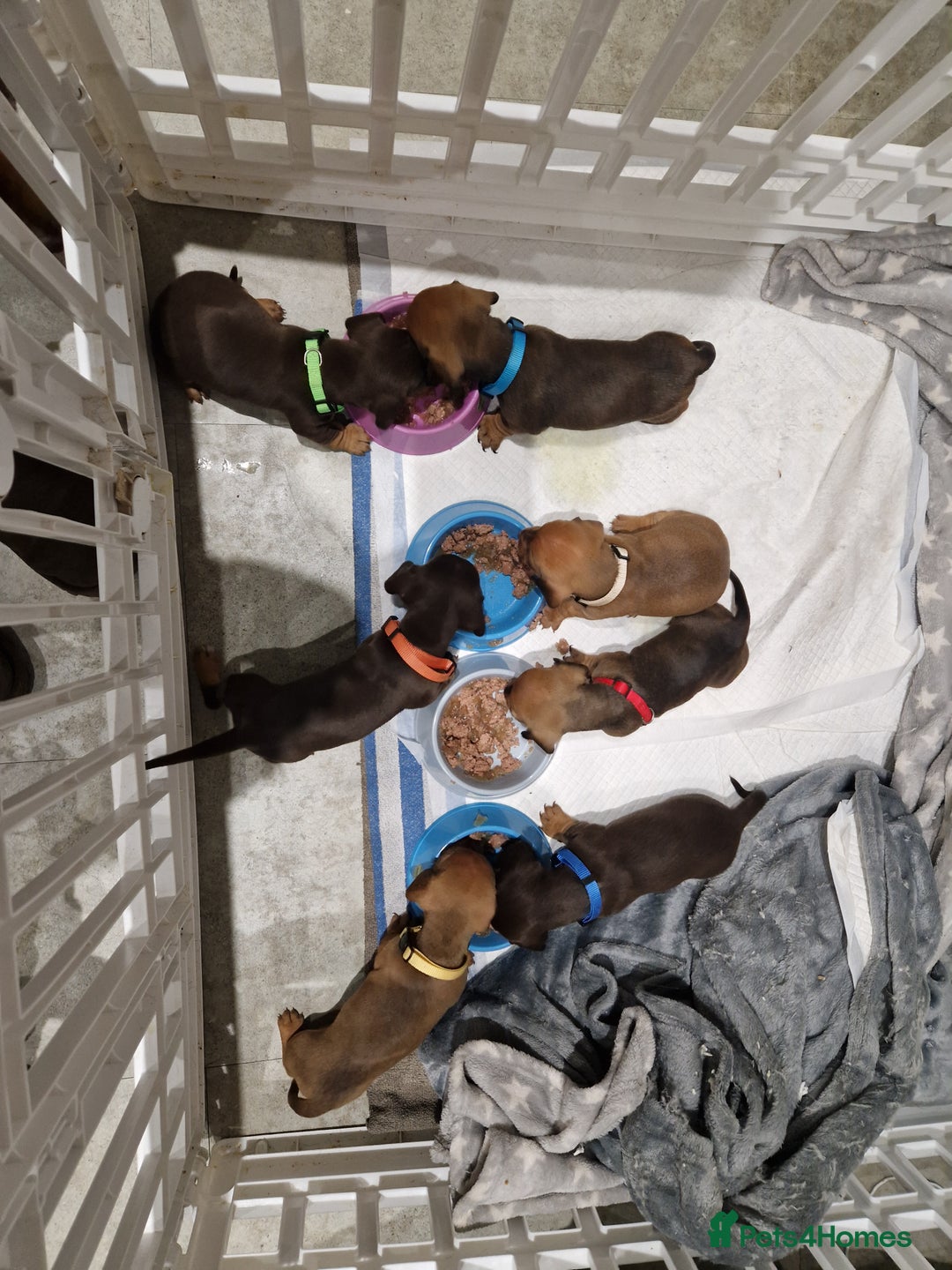 Dachshund dogs for sale: Littre of 7 Dachshund puppies ONLY 1 GIRLS LEFT !! - Advert 12