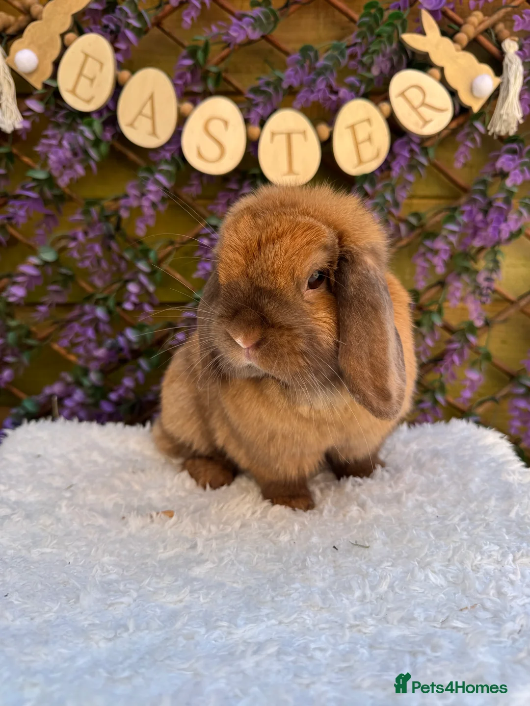 Mini Lop rabbits for sale: Mini lop does  - Advert 17