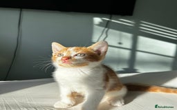 Mixed Breed cats for sale: Stunning mixed kittens  - Image 2