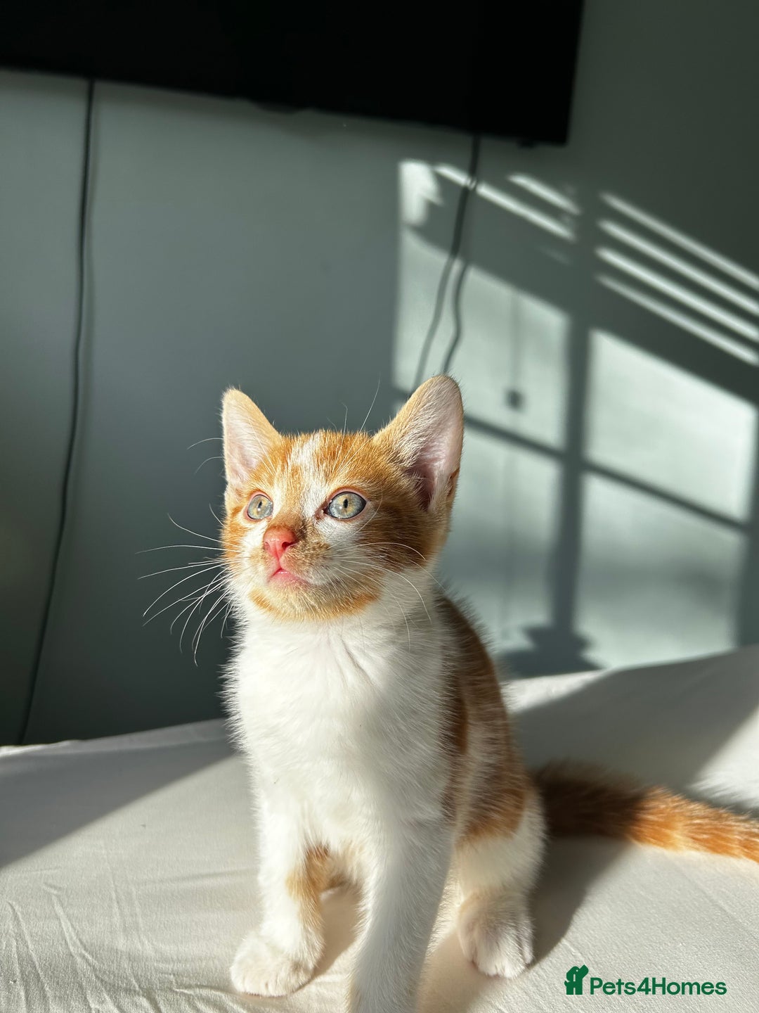 Mixed Breed cats for sale: Stunning mixed kittens  - Image 2