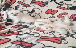 Ragdoll cats for sale: Ragdoll kittens  - Image 4