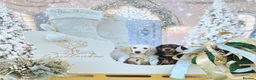 Miniature Dachshund dogs for stud: IVDD Screened Cream Mini Dachshund Long Hair Stud - Advert 5