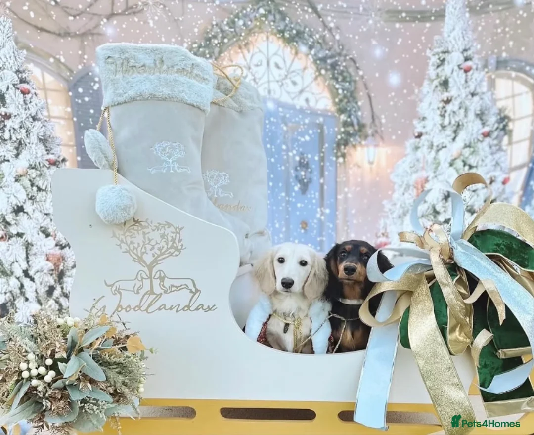 Miniature Dachshund dogs for stud: IVDD Screened Cream Mini Dachshund Long Hair Stud - Advert 5