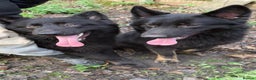 German Shepherd dogs for sale: 2 gorgeous German shepherd brothers  - Advert 9
