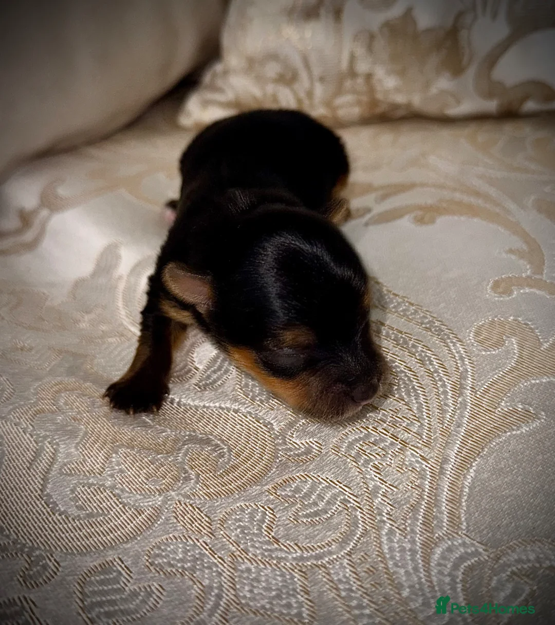 Mixed Breed dogs for sale: Only 1 boy available - Toy Yorkshire Terriers🐾💕 - Advert 16