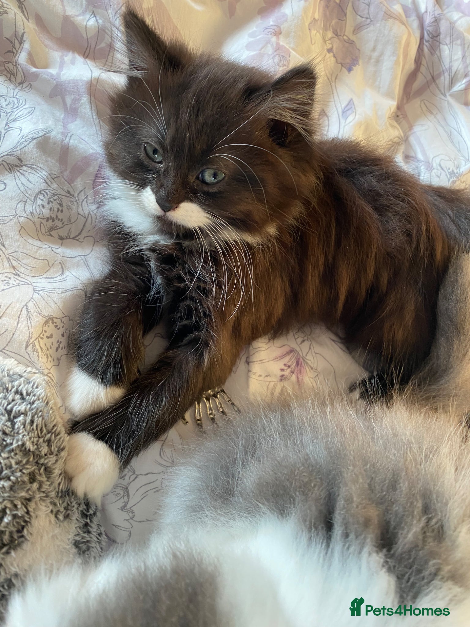 British Shorthair cats Beautiful Bundles of Fluff British Shorthair cross - Advert 5