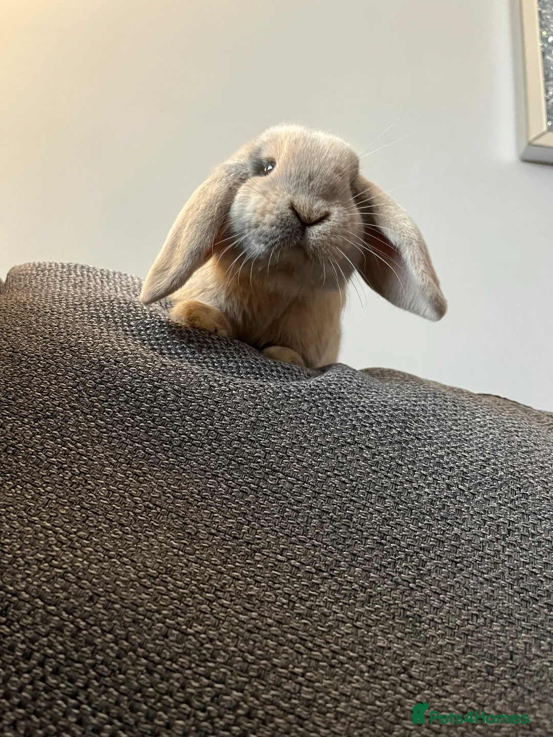 Mini Lop rabbits for sale: Mini Lop Male in Northampton - Advert 1