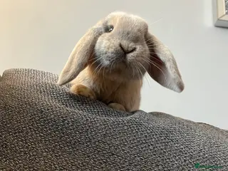 Mini Lop rabbits Mini Lop Male - Advert 1