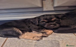 Border Terrier dogs for sale: Border Terrier KC registered 3x dogs for sale - Image 11