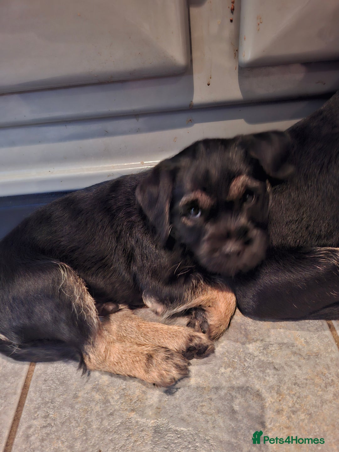 Border Terrier dogs for sale: Border Terrier KC registered 3x dogs for sale - Image 11