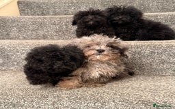 Poochon dogs for sale: Poochon Pups - Image 4