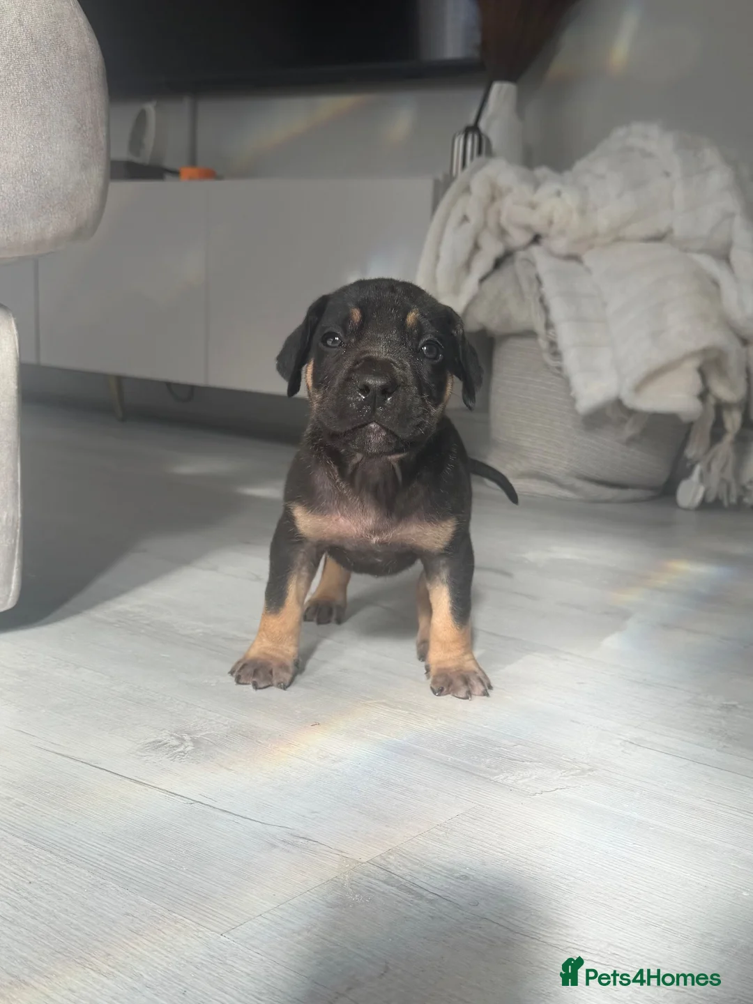 Mixed Breed dogs for sale: Cane corso x Presa canario pups  in Houghton le Spring - Advert 2
