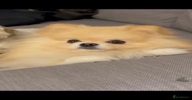 Pomeranian dogs - Advert 8