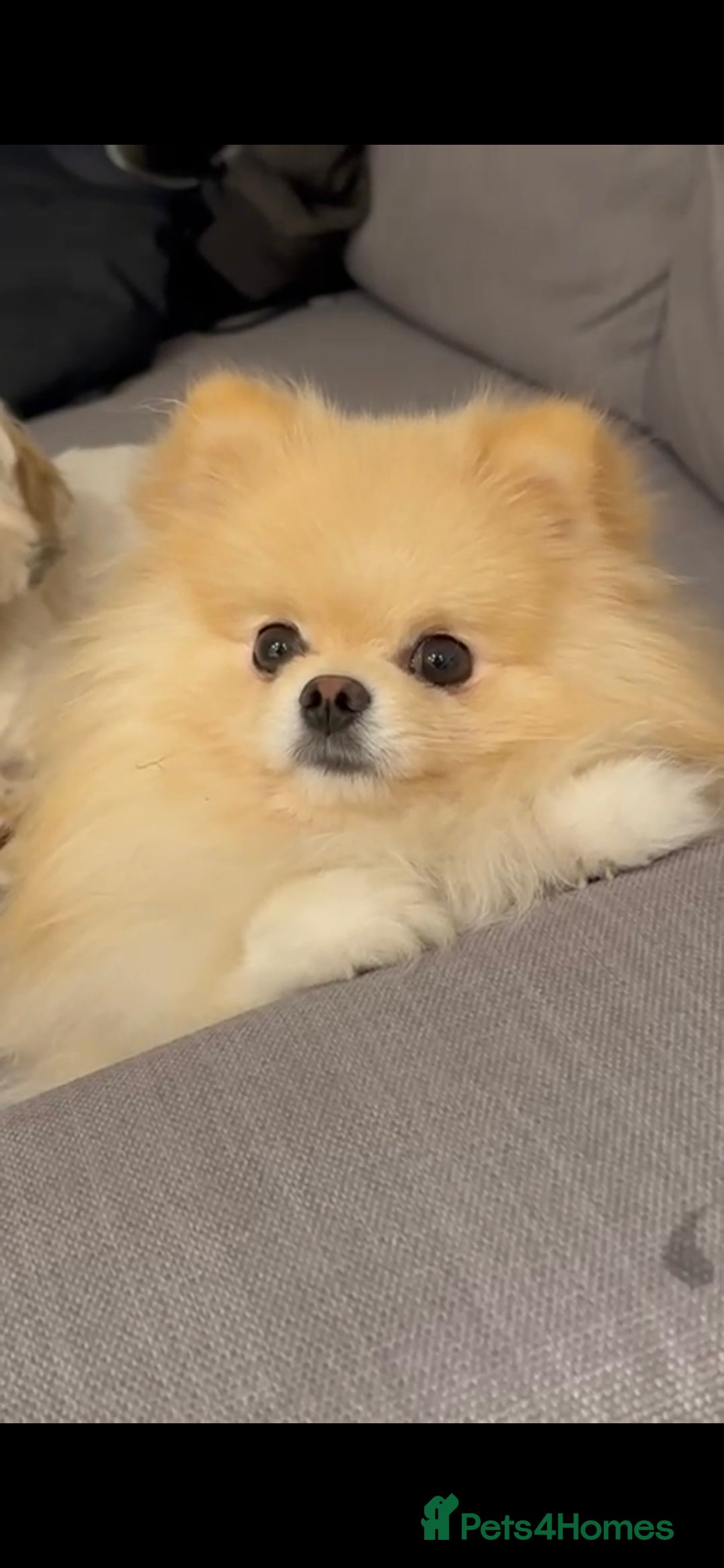 Pomeranian dogs for sale: HIGH QUALITY TEDDY Face POMERANIAN ** 💕💞💓💞💕 - Image 8