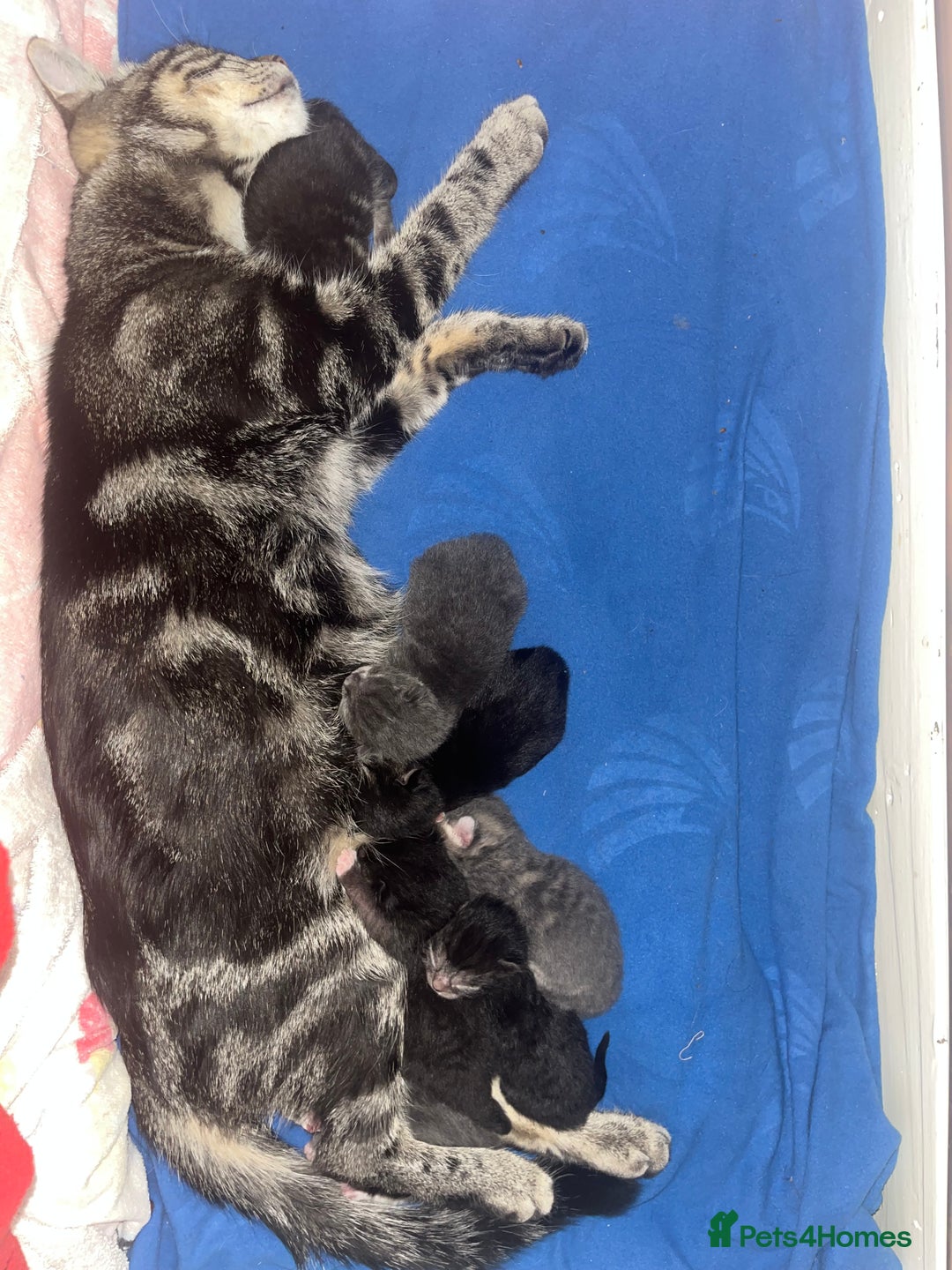 Mixed Breed cats for sale: 🐱 Gorgeous Kittens For Sale🐱 - Image 18