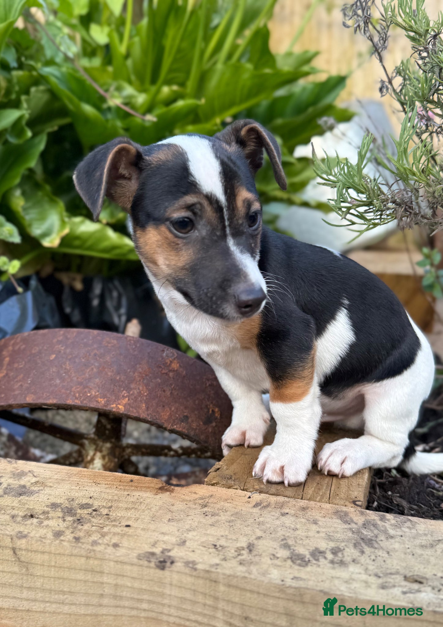 Jack Russell dogs for sale: ‘Naughty’ Jack Russell Pups  in Kilgetty - Advert 19