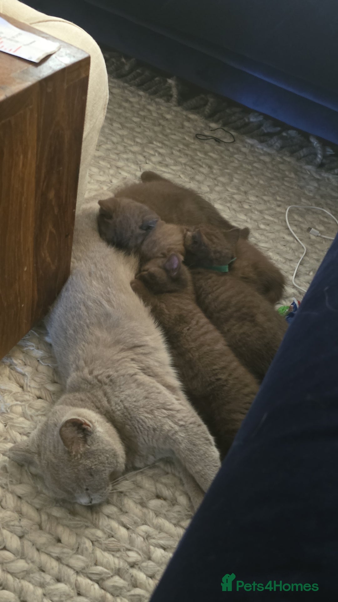 British Shorthair cats for sale: 🤎gccf redgistered British Shorthair Kittens🤎 - Image 11