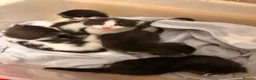 Perdoll cats for sale: 5 little baby’s  - Advert 10