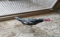 Chickens poultry for sale: Aseel Hen For Sale - Image 3