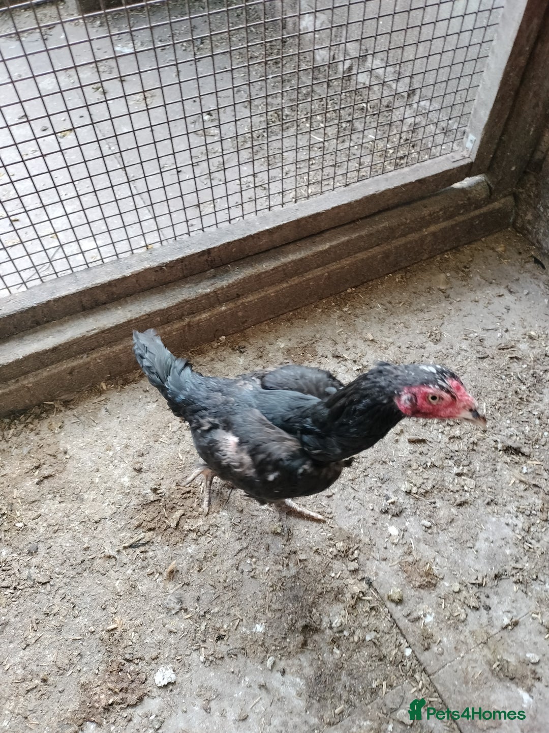 Chickens poultry for sale: Aseel Hen For Sale - Image 3