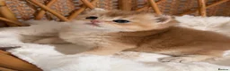 British Shorthair cats for sale: BSH Golden kittens,exc quality, registered  - Advert 17