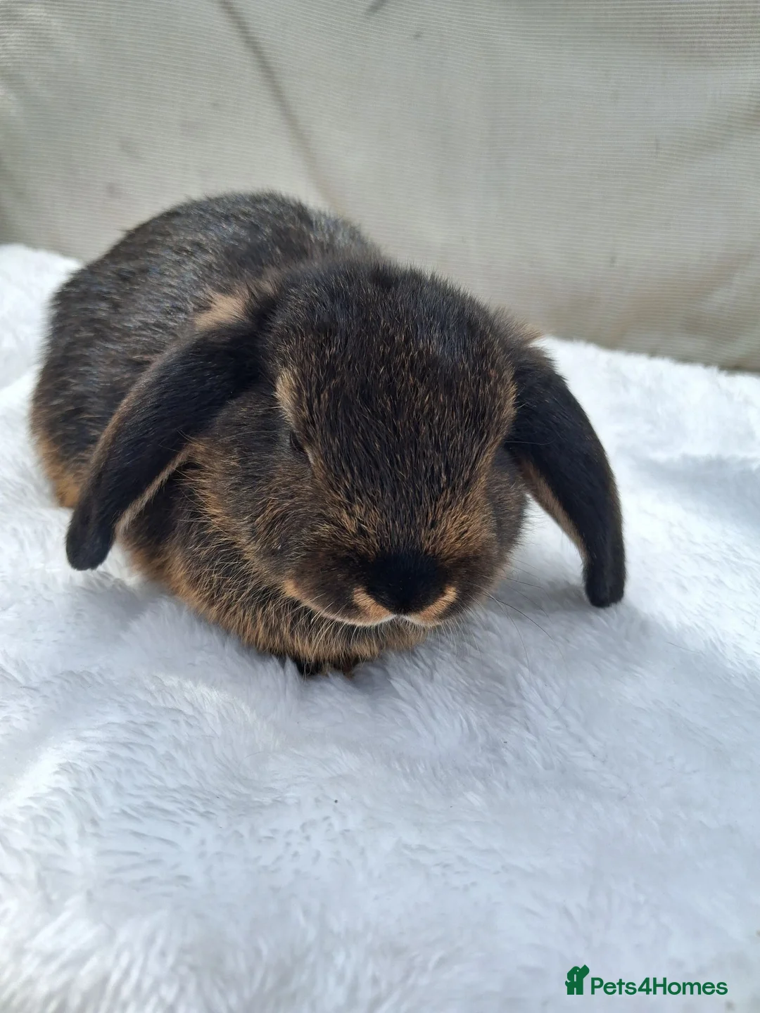 Mini Lop rabbits for sale: 2 Cute minilops in Watford - Advert 3