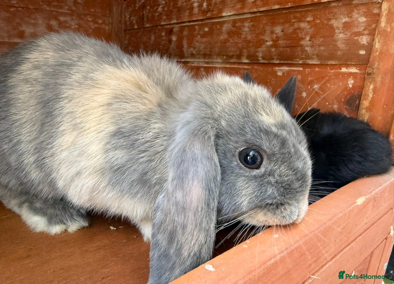 Mixed Breed rabbits Denise  - Advert 3