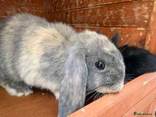 Mixed Breed rabbits for sale: Denise - Advert 1