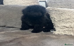 Miniature Poodle dogs for sale: Miniature poodle male - Image 6