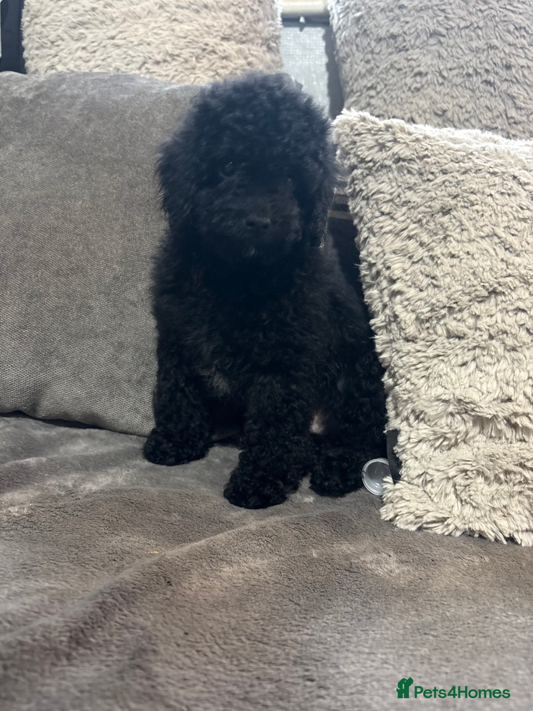 Miniature Poodle dogs for sale: Miniature poodle male - Image 6