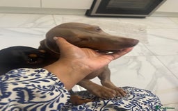 Miniature Dachshund dogs for sale: Black and tan girl looking for a loving home. - Image 3